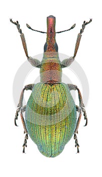 Beetle Pseudaplemonus artemisiae
