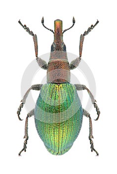 Beetle Pseudaplemonus artemisiae