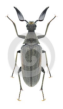 Beetle Ptilophorus fischeri