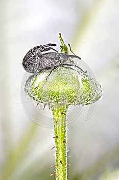 Beetle the Raspberry-strawberry or raspberry weevil