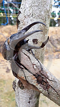 Beetle ready to fight