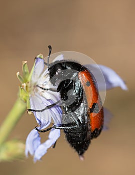 Beetle with red wings on a flower