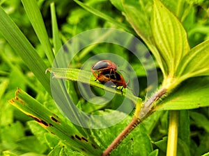 Beetle reproduction rainyday photo