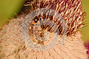 Beetle rests on the bloom of the thistle