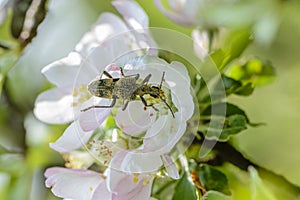Beetle rhagium mordax collects nectar from the  apple tree photo