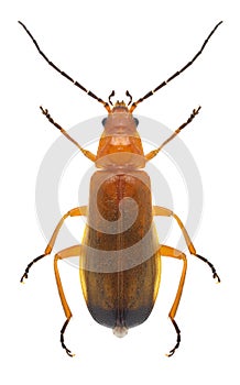 Beetle Rhagonycha fulva