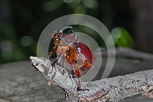 Beetle - rhino chestnut-brown color.