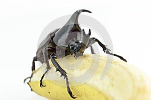 Beetle, Rhinoceros beetle, Rhino beetle, Hercules beetle, Unicorn beetle, Horn beetle (Dynastinae)