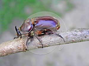 Beetle-rhinoceros (Oryctes nasicornis)