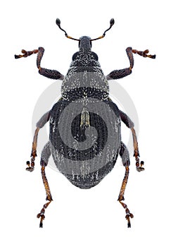Beetle Rhinoncus perpendicularis