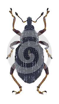 Beetle Rhinoncus perpendicularis