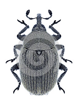 Beetle Rhinusa neta