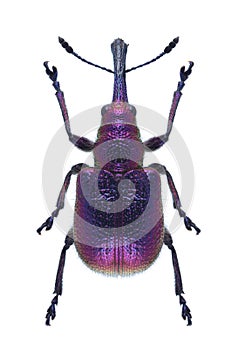 Beetle Rhynchites bacchus