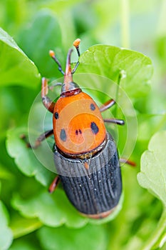 Beetle Rhynchophorus ferrugineus (red palm weevil) photo