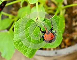 Beetle Rhynchophorus photo