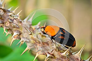 Beetle Rhynchophorus photo