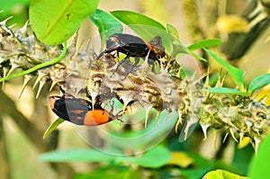 Beetle Rhynchophorus photo