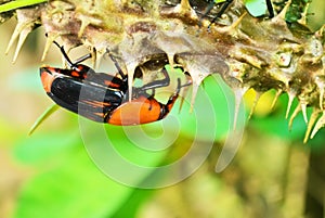 Beetle Rhynchophorus photo