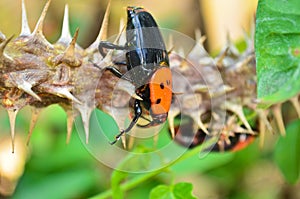 Beetle Rhynchophorus photo