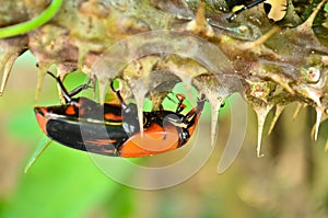 Beetle Rhynchophorus photo