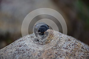 A beetle on a rock