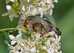 Beetle Rose Chafer or the Green Rose Chafer Cetonia aurata eats on white flowers of Hungarian Lilac Syringa josikaea