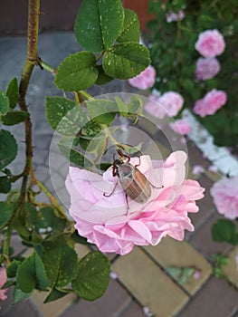 Beetle on a rose in the garden