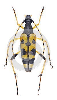 Beetle Rutpela maculata