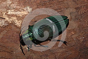 Green jewel beetle catoxantha opulent Buprestis insect closeup