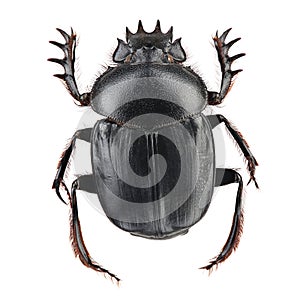 Beetle - sacred scarab Scarabaeus sacer isolated on white