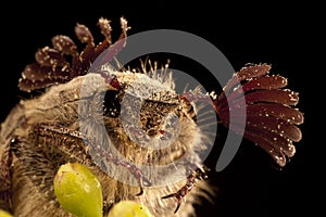 Beetle sanjuanero portrait, Melolontha melolontha, Beetles, Coleoptera