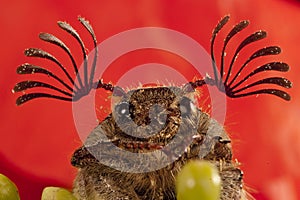Beetle sanjuanero portrait, Melolontha melolontha, Beetles, Coleoptera