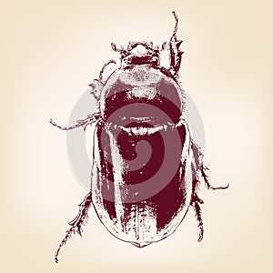 beetle scarab hand drawn vector llustration