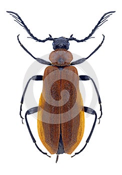 Beetle Schizotus pectinicornis