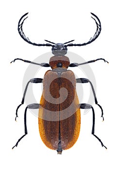 Beetle Schizotus pectinicornis