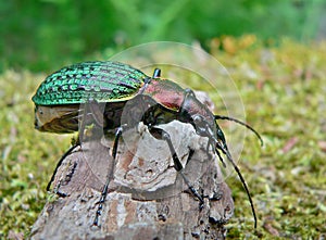 Beetle Schrenck's Carabus