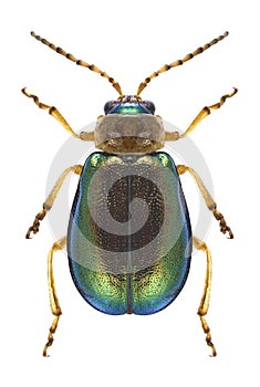 Beetle Sermylassa halensis