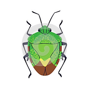 Beetle, shield stink bug, top view. Forest fauna species. Wild small pest animal. Abstract fictional insect. Flat photo