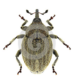Beetle Sibinia pellucens