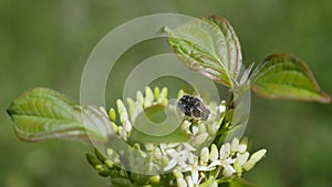 A beetle sits on a flowering