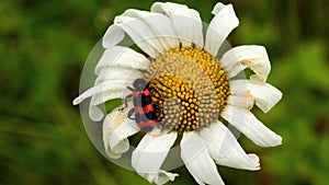 Beetle sits on a white flower