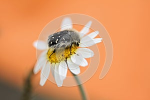 Beetle sitting on a daisy, macro photo