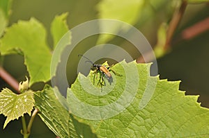 Beetle is sitting on a grape leaf. Wildlife, animals, insects, fauna, flora, wallpaper, background