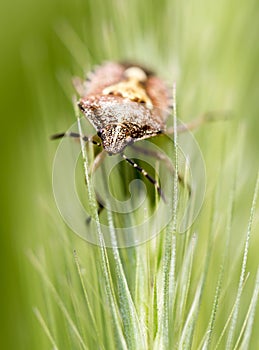 Beetle skunk in nature. macro