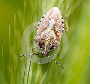 Beetle skunk in nature. macro