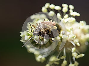 Beetle skunk in nature. macro