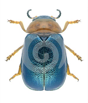 Beetle Smaragdina salicina