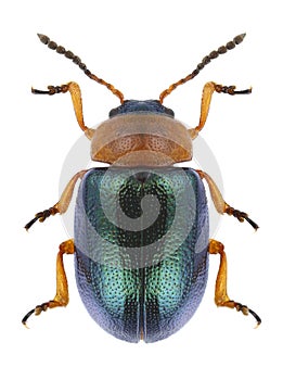 Beetle Smaragdina salicina