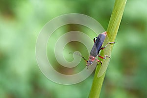 Beetle soldier beetle on a grass.