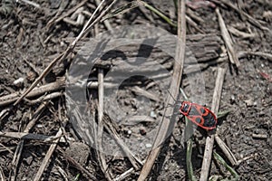 Beetle soldier or firebug on the ground